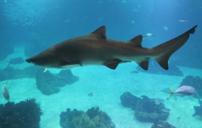 ACTIVIDADES EM FAMÍLIA