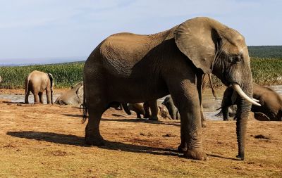 PASSEIOS INCOMUNS NA ÁFRICA DO SUL