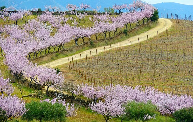 NORDESTE TRANSMONTANO