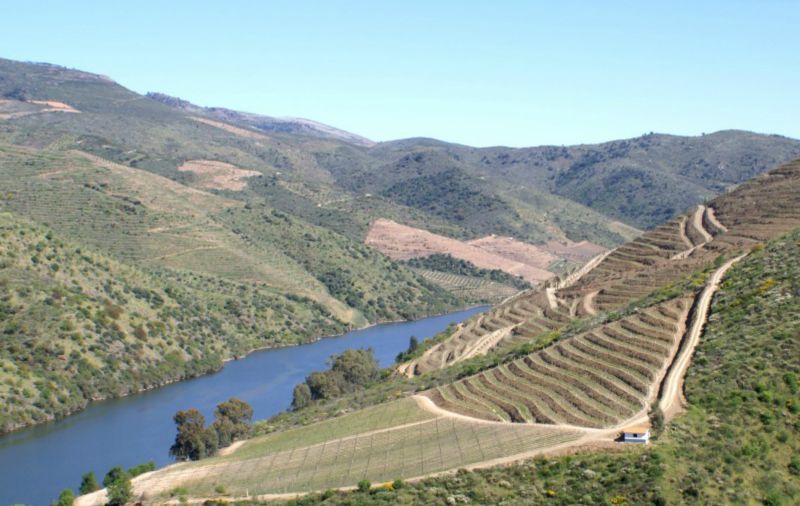 REGIÃO DEMARCADA DO DOURO