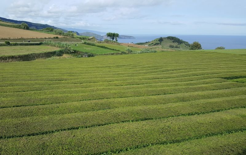 SÃO MIGUEL - AÇORES